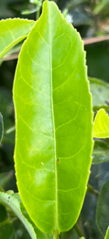 Ein frisches Darjeeling Tee Blatt