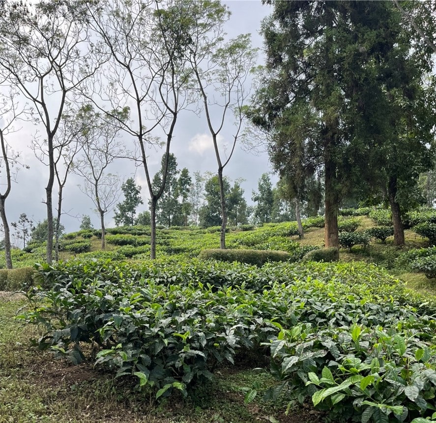 Teegarten in Darjeeling. Hier wird der Dajeeling Tee hergestellt