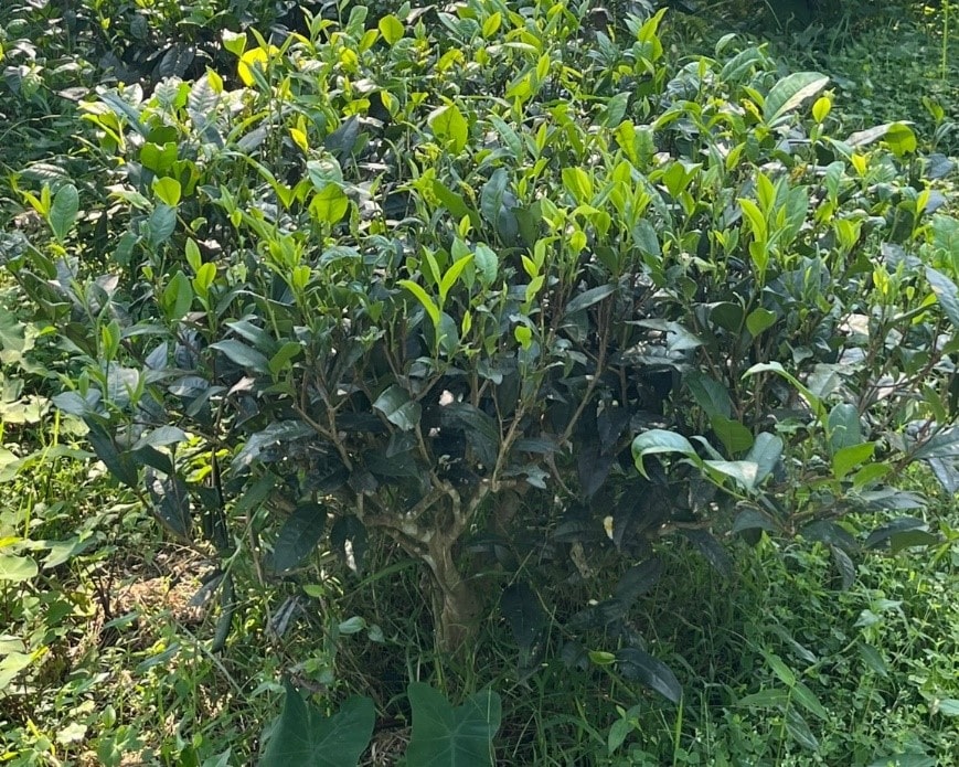 Teepflanze aus Indien